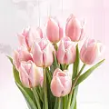 Тюльпаны Тюльпаны